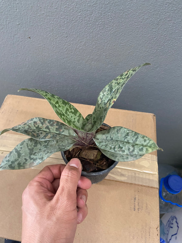 Paphiopedilum wardii