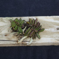 Schoenorchis fragrans