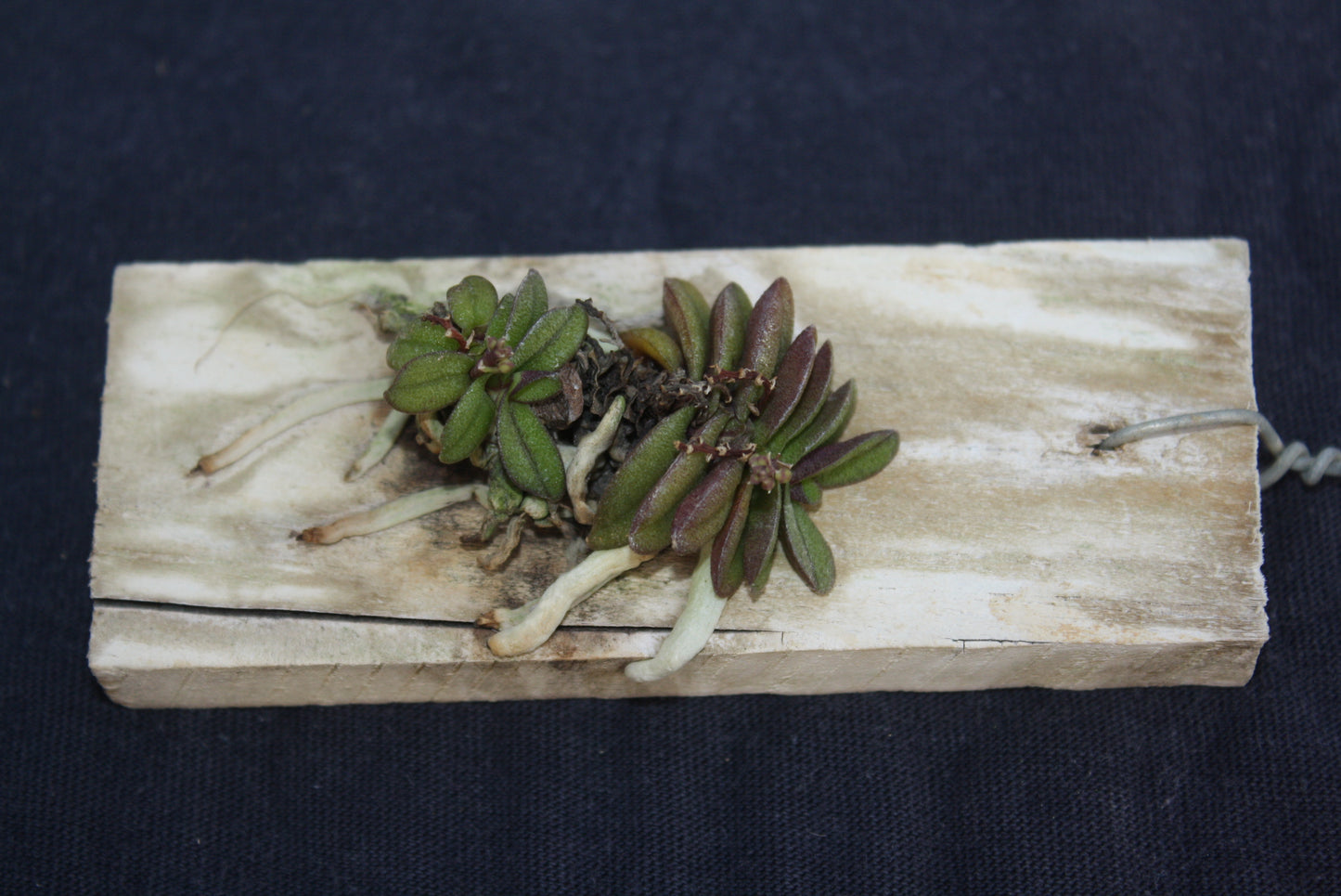 Schoenorchis fragrans
