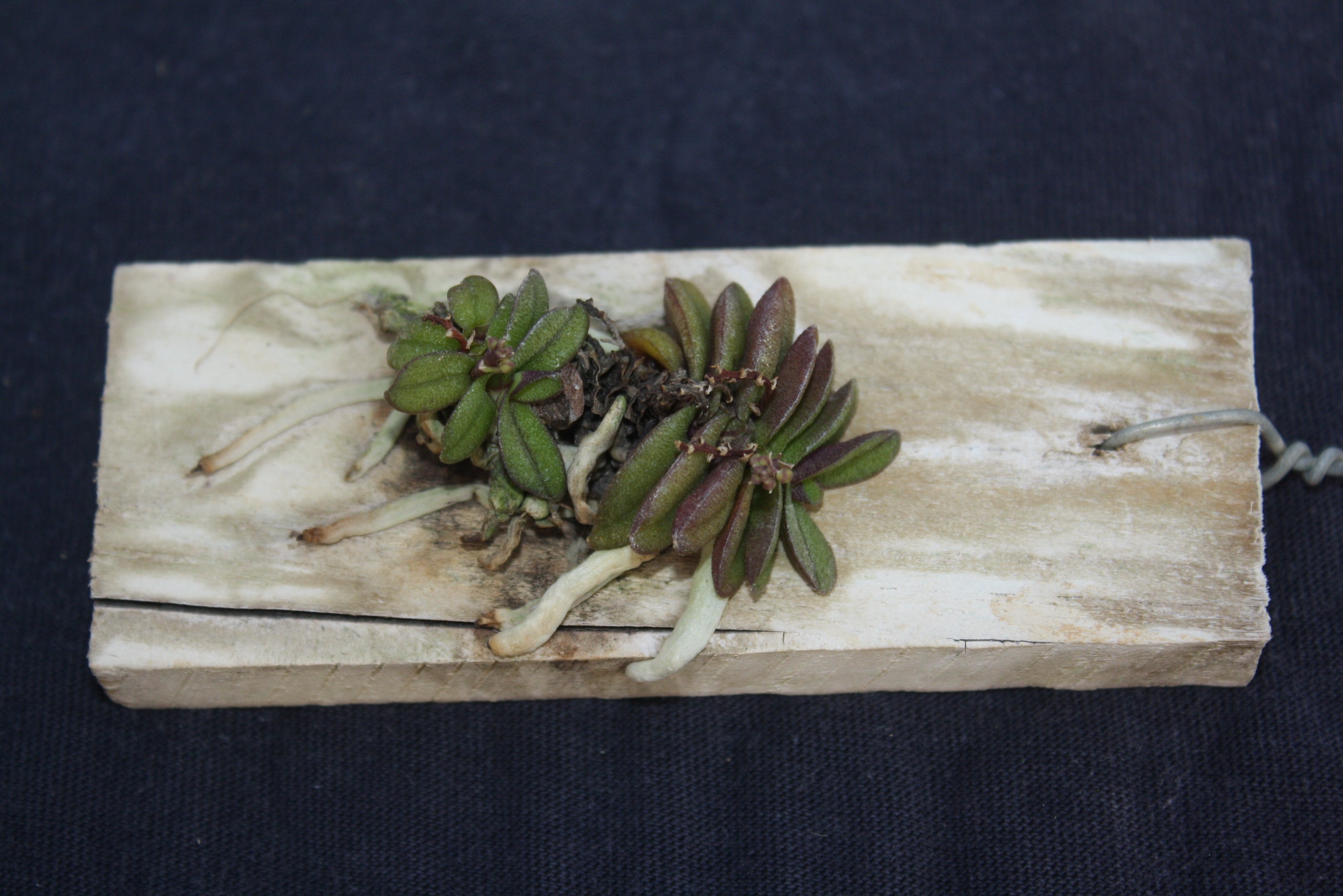 Schoenorchis fragrans