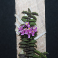 Schoenorchis scolopendria