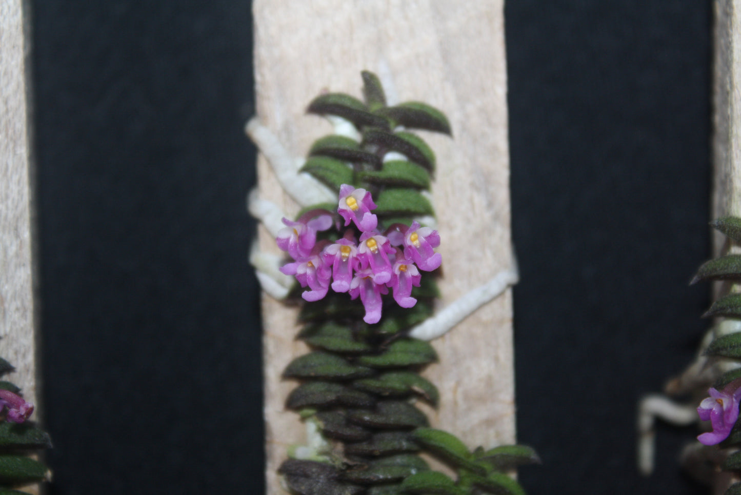 Schoenorchis scolopendria