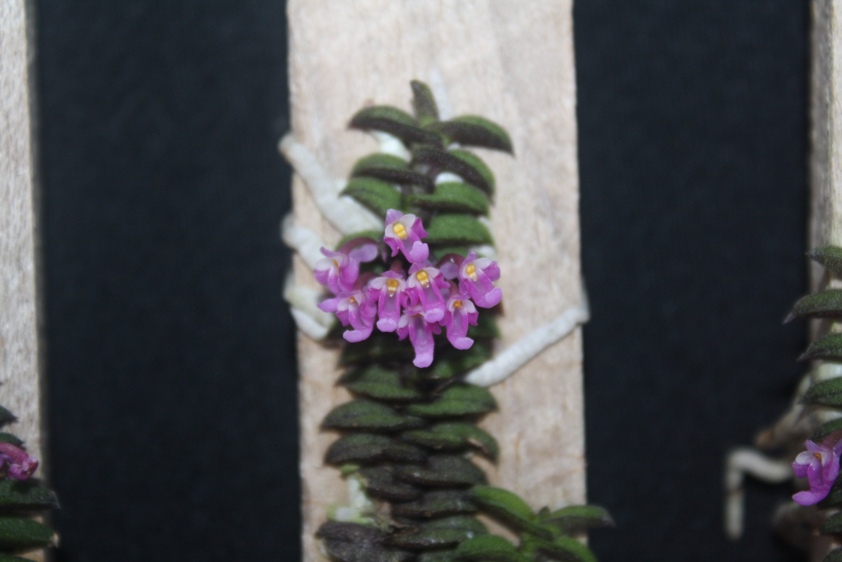 Schoenorchis scolopendria