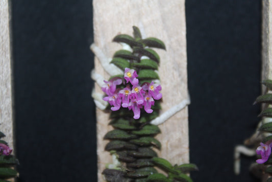 Schoenorchis scolopendria