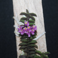 Schoenorchis scolopendria