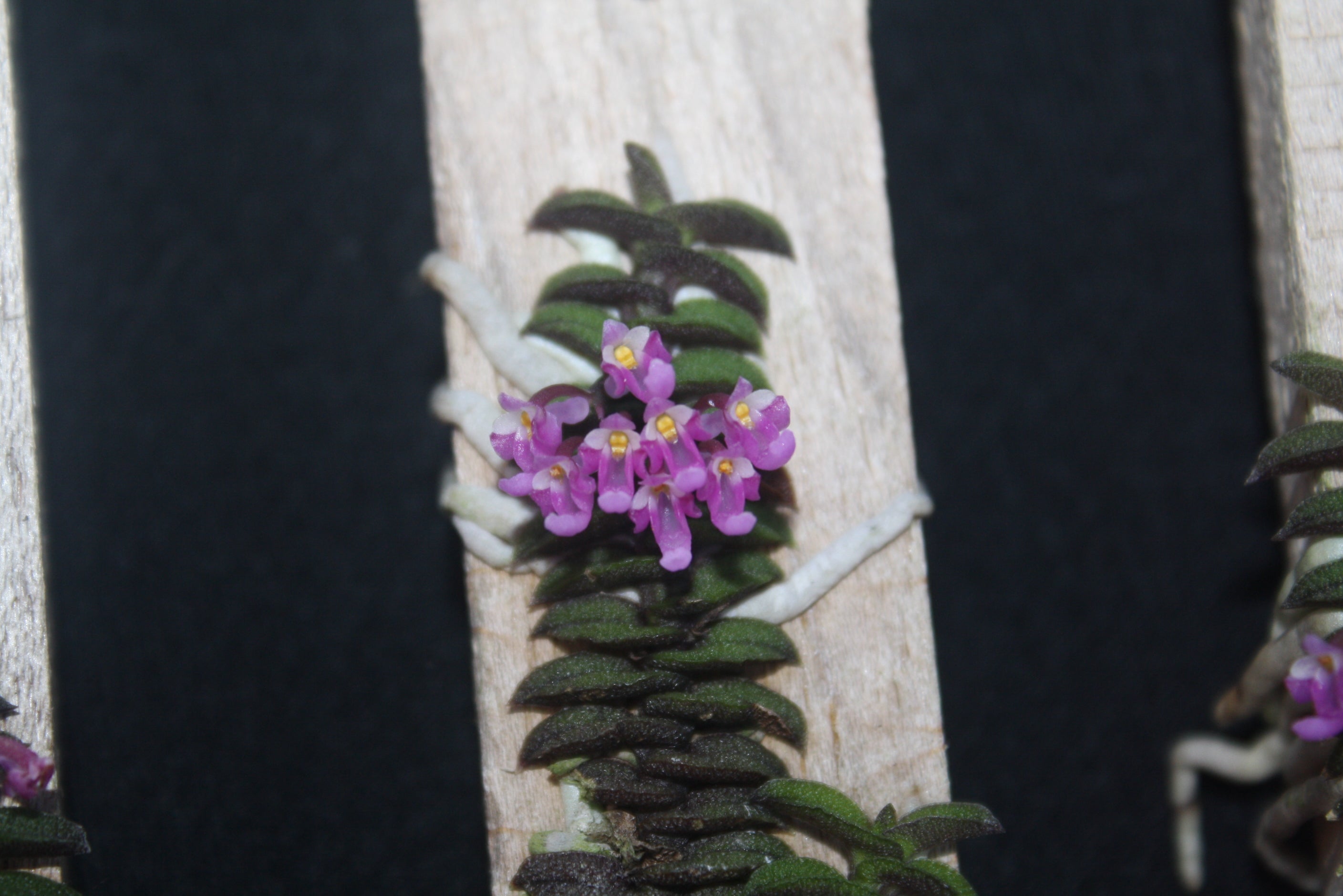 Schoenorchis scolopendria