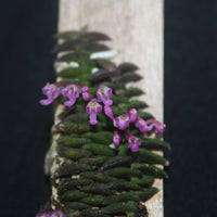 Schoenorchis scolopendria