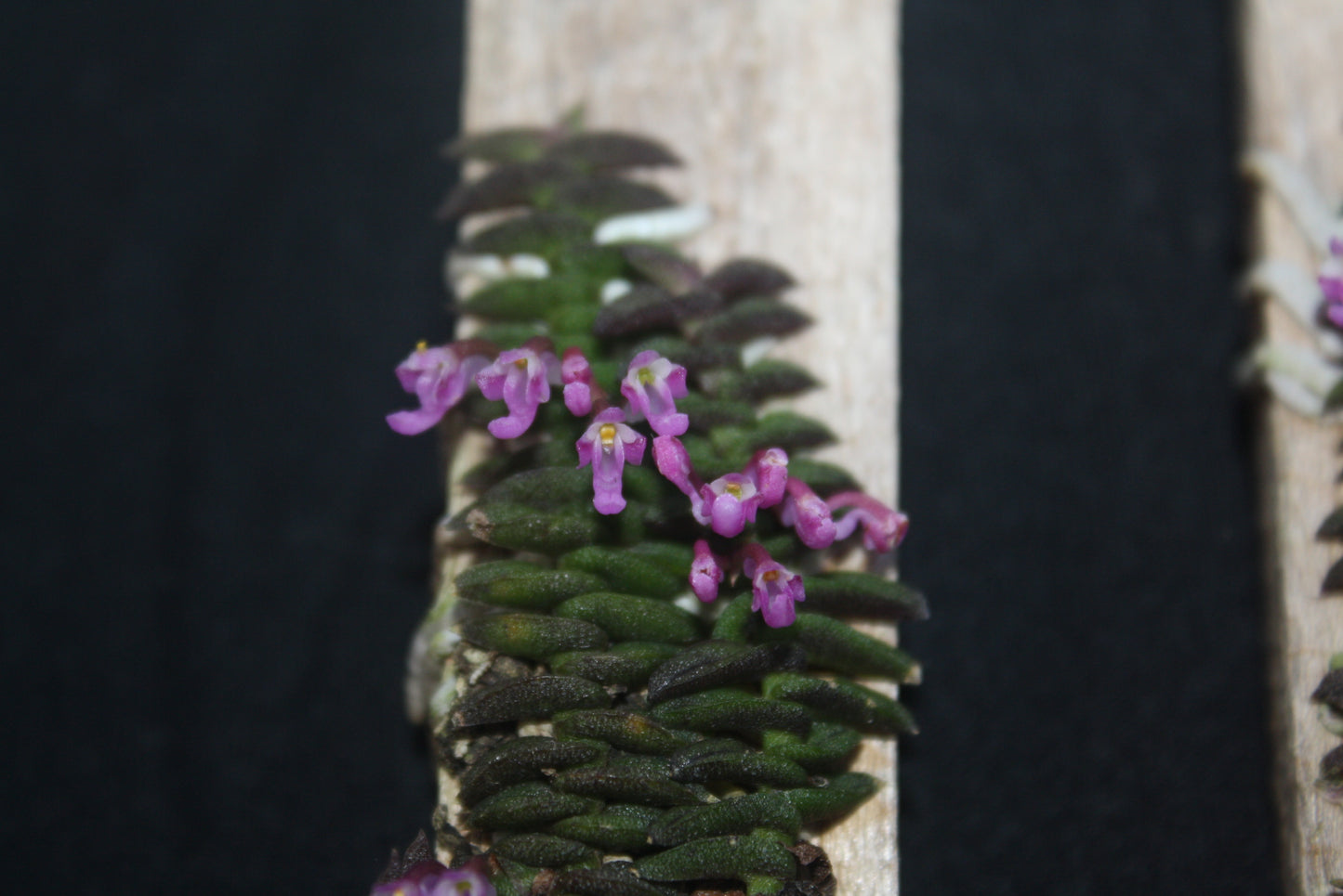 Schoenorchis scolopendria