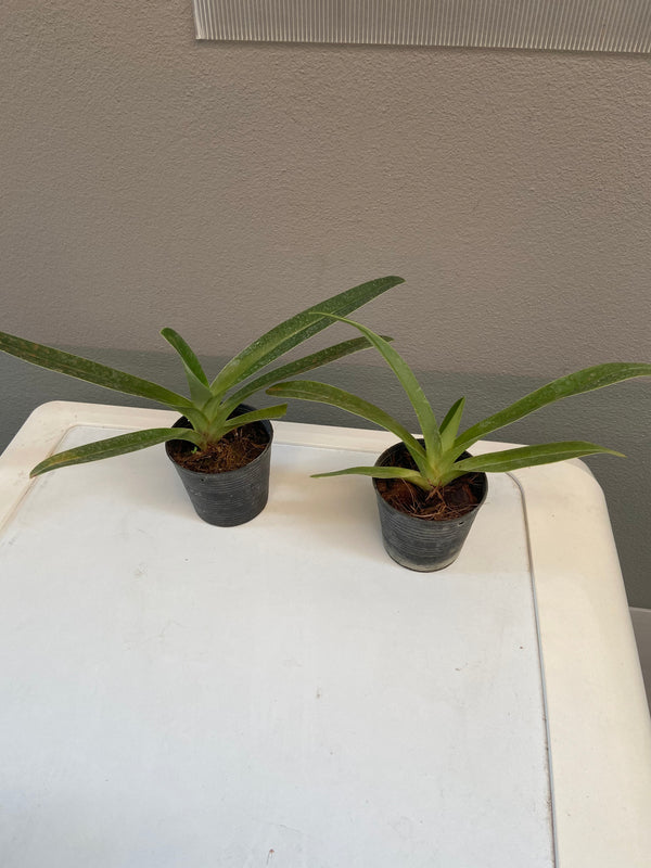 Paphiopedilum esquirolei
