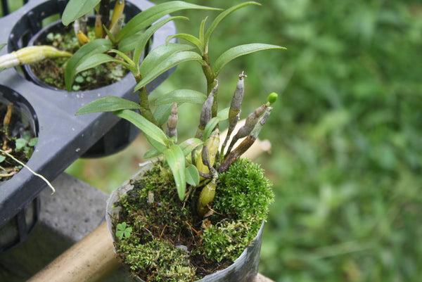 Dendrobium christyanum