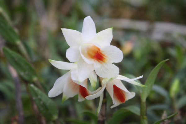 Dendrobium christyanum