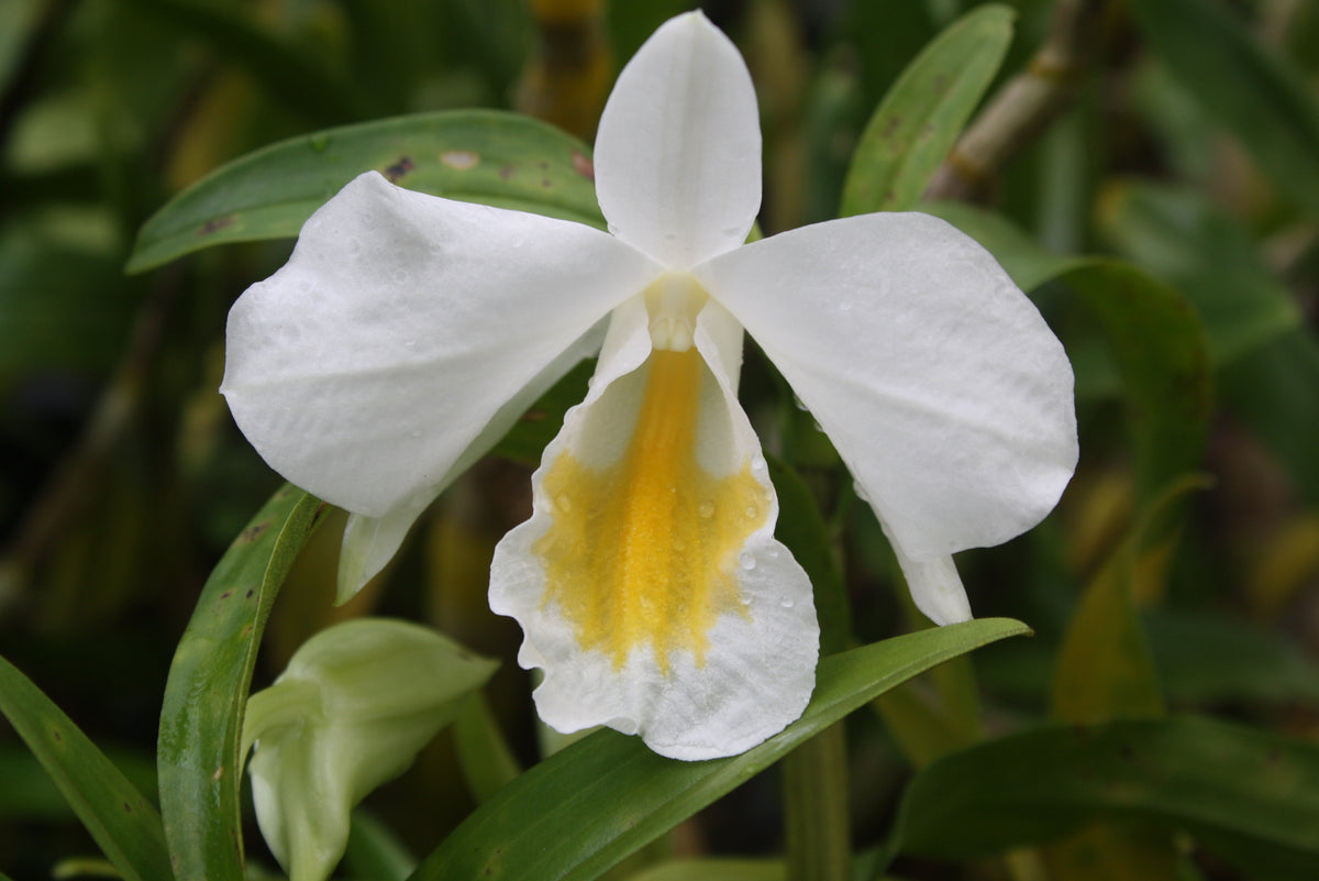 Dendrobium formosum