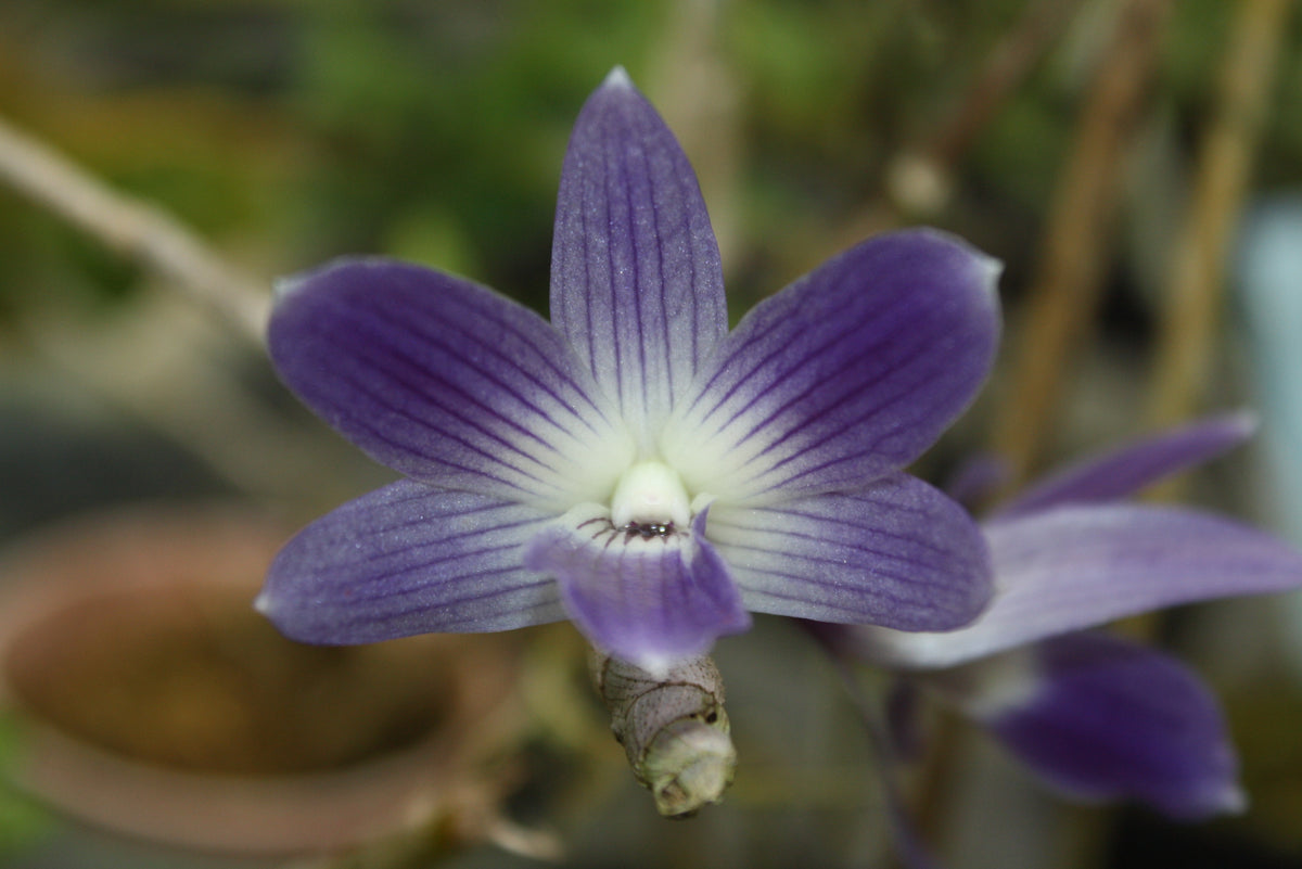 Dendrobium victoria-reginae