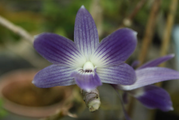 Dendrobium victoria-reginae