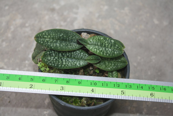Paphiopedilum micranthum