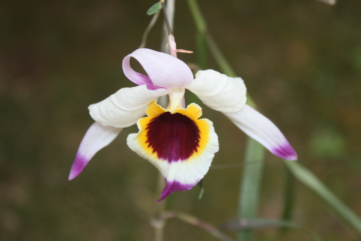 Dendrobium falconeri