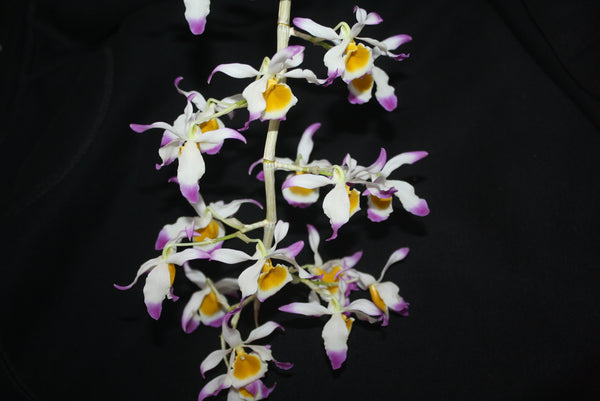 Dendrobium crystallinum