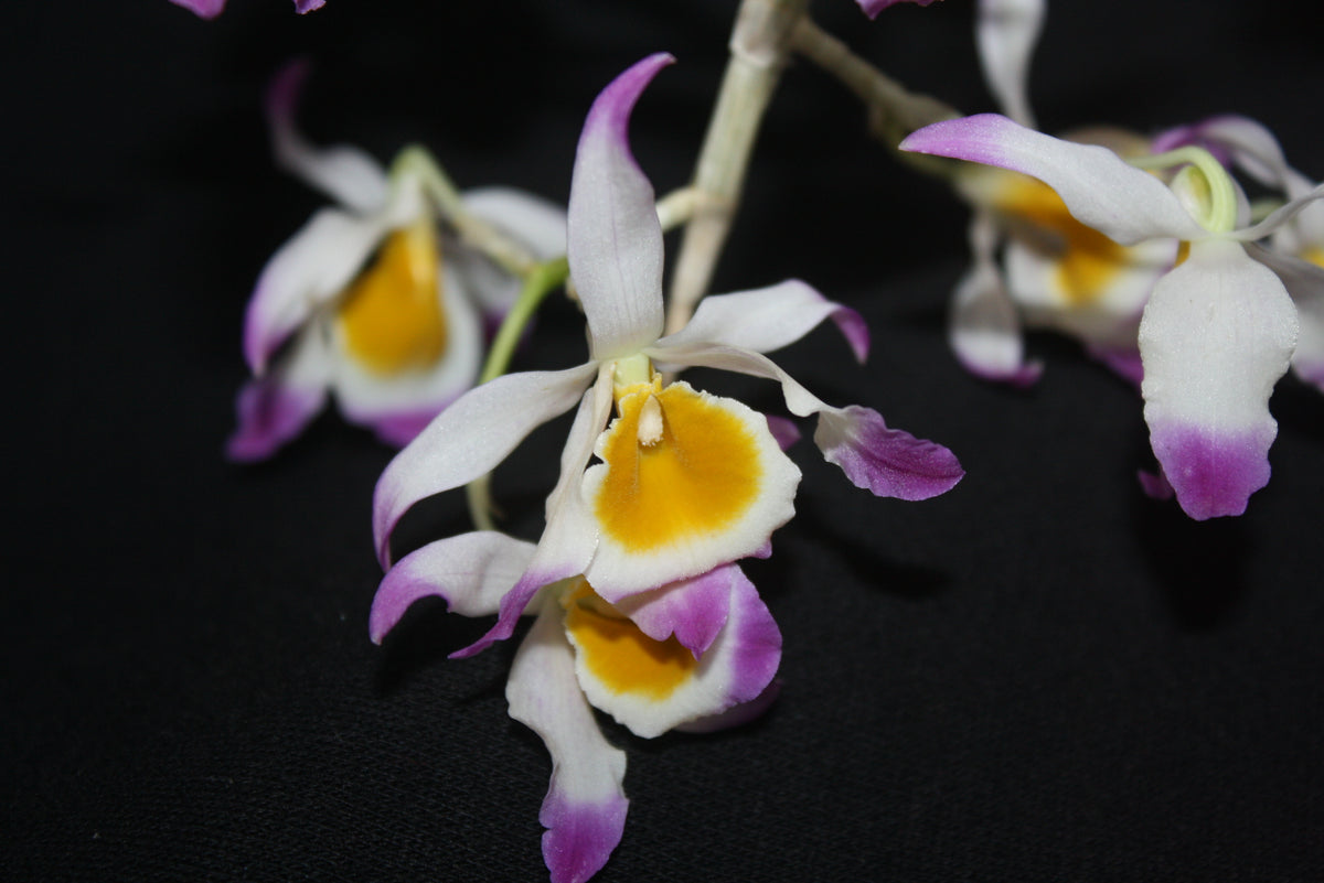 Dendrobium crystallinum