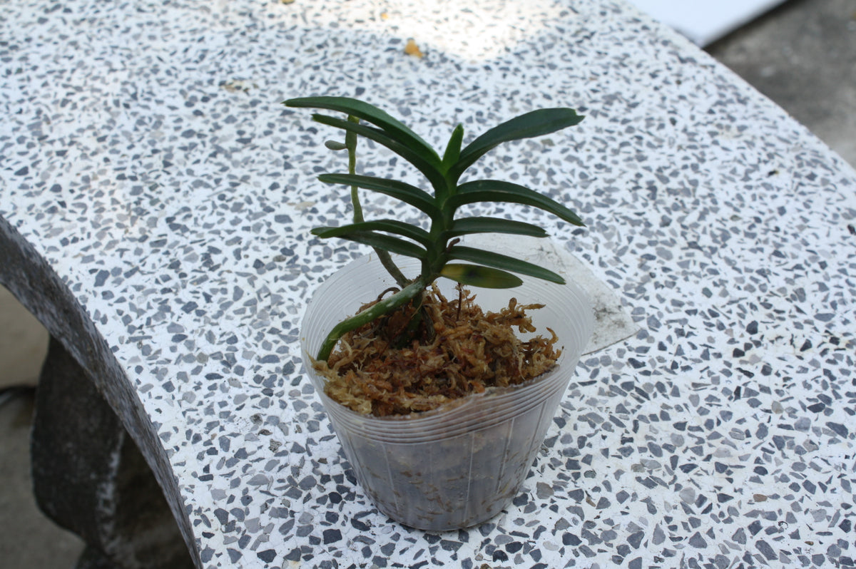 Christensonia vietnamica