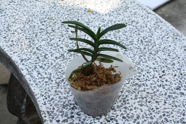 Christensonia vietnamica