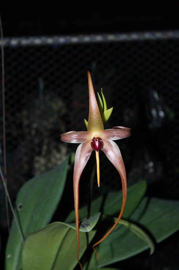 Bulbophyllum echinolabium