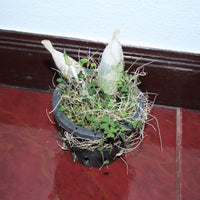 Catasetum tenebrosum