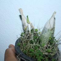 Catasetum tenebrosum