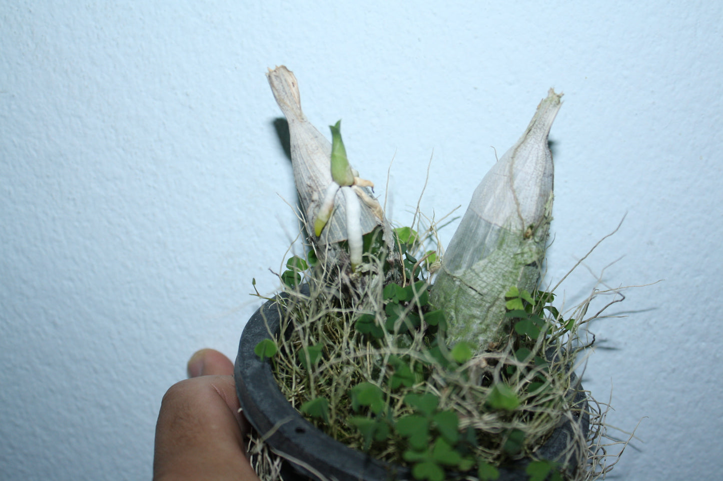 Catasetum tenebrosum