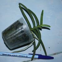 Cleisostoma arietinum
