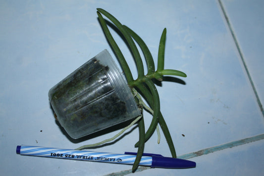 Cleisostoma arietinum