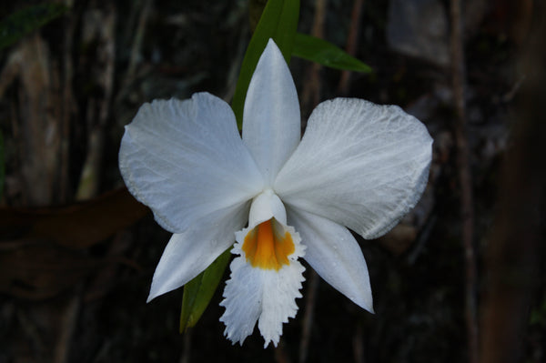 Dendrobium infundibulum
