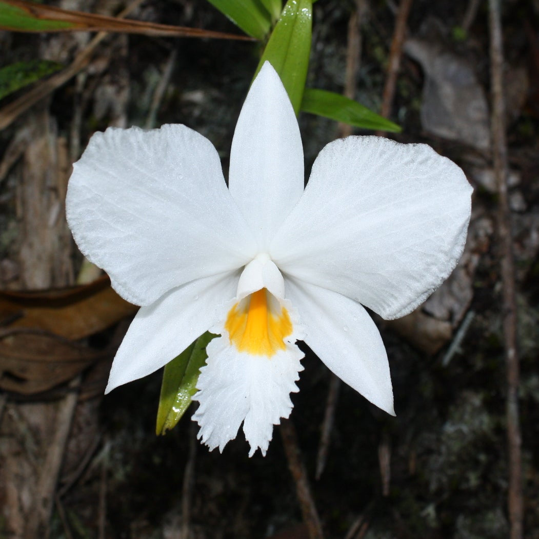 Dendrobium infundibulum