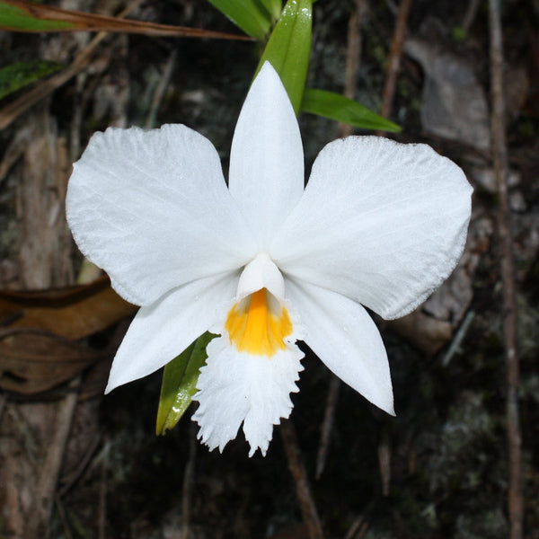 Dendrobium infundibulum