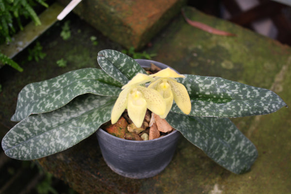 Paphiopedilum concolor