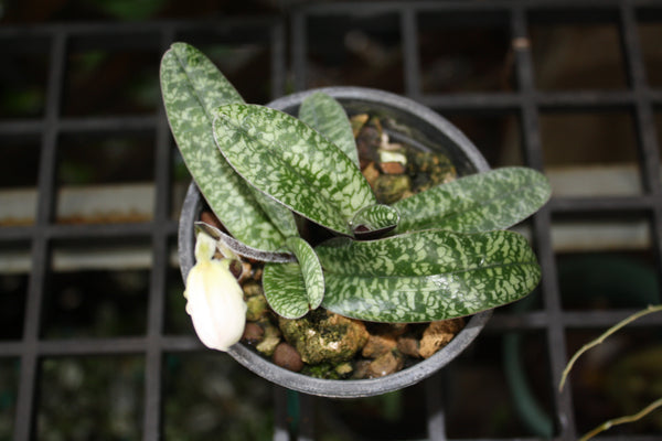 Paphiopedilum niveum