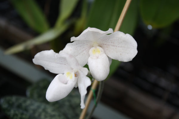 Paphiopedilum niveum