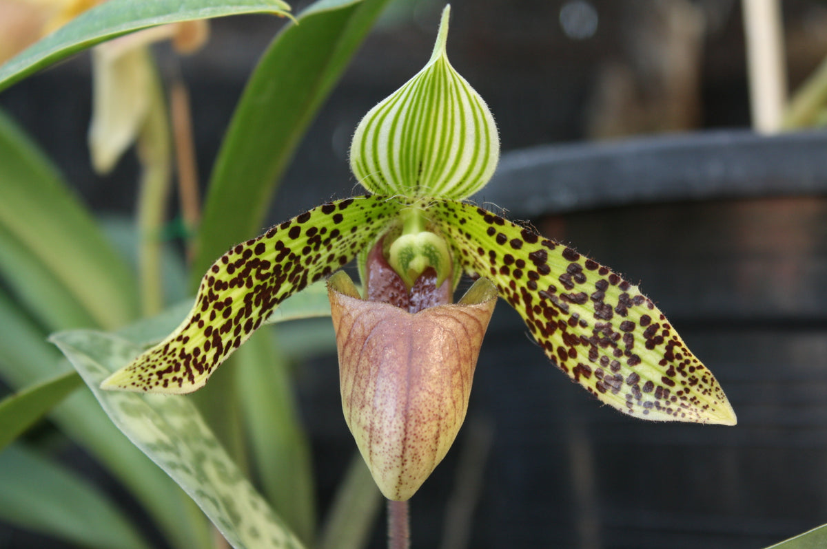 Paphiopedilum sukhakulii