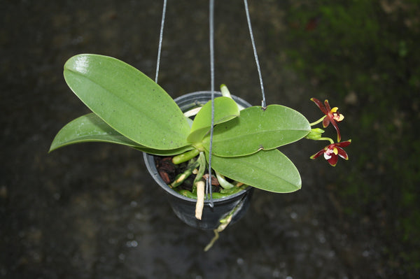 Phalaenopsis cornu-cervi var. chattaladae