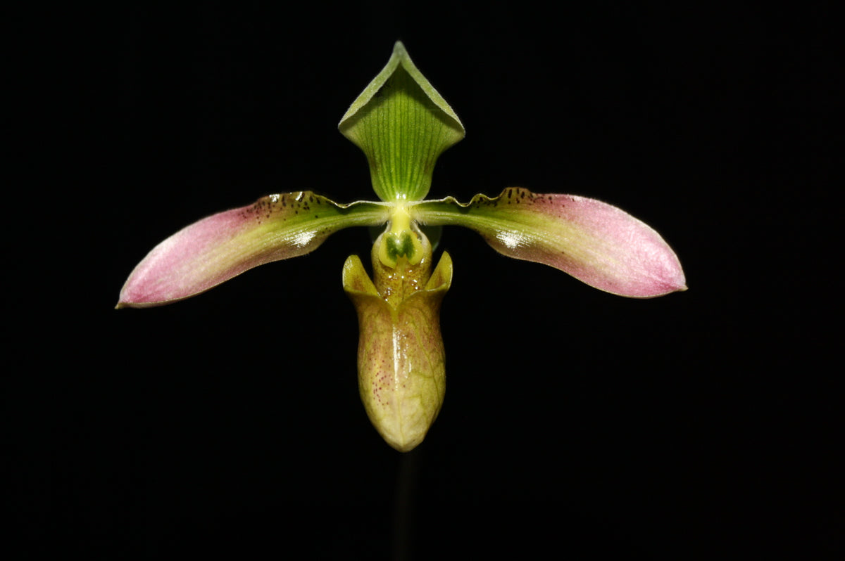 Paphiopedilum appletonianum