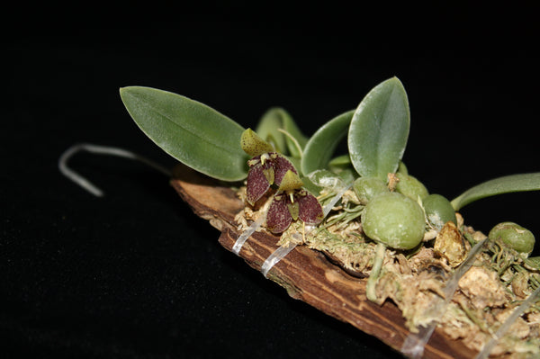 Bulbophyllum cambodianum (Trias Cambodiana)