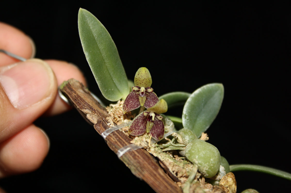 Bulbophyllum cambodianum (Trias Cambodiana)