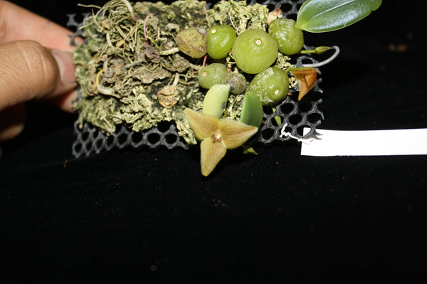 Bulbophyllum picta (Trias picta)