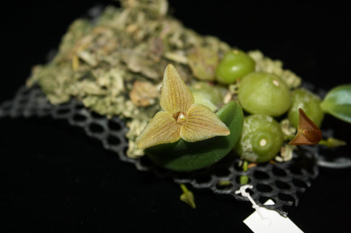Bulbophyllum picta (Trias picta)