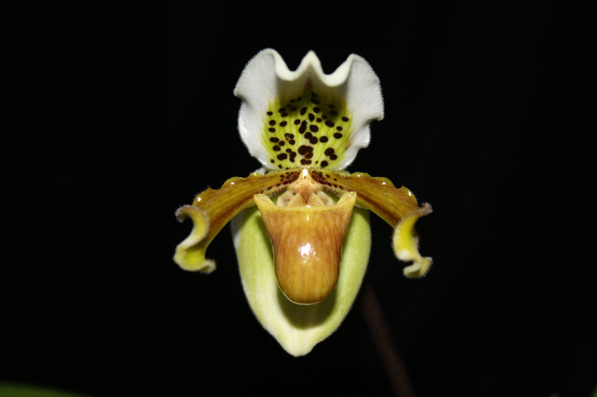 Paphiopedilum exul