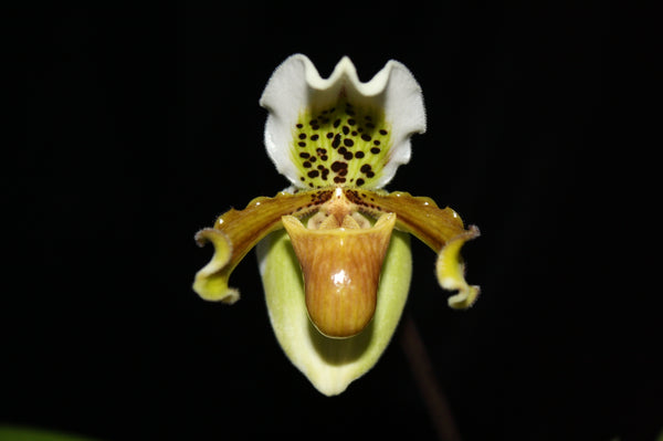 Paphiopedilum exul