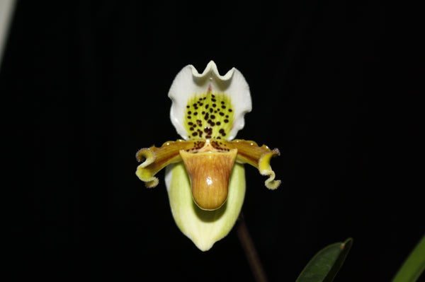Paphiopedilum exul