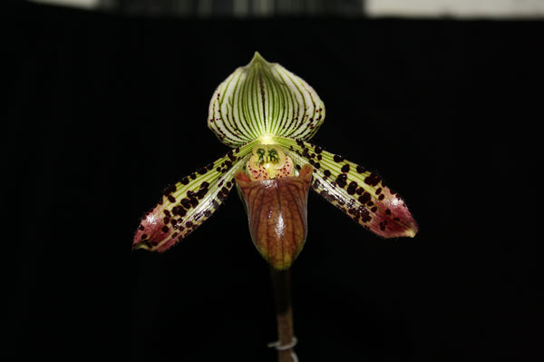 Paphiopedilum argus
