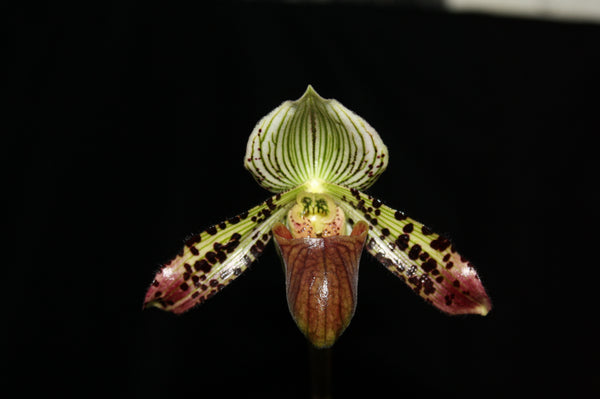 Paphiopedilum argus