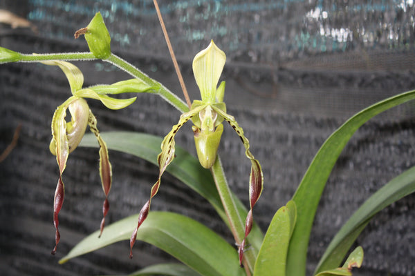 Paphiopedilum dianthum