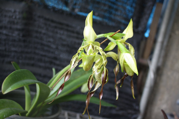 Paphiopedilum parishii